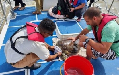STRANDED SEA TURTLE RESCUED OFF KITTY SEAWALL
