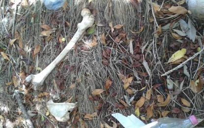 Skeletal remains wash up on Berbice beach