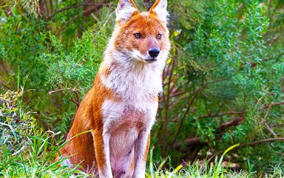 Interesting Creatures…  Dhole (Cuon alpinus)