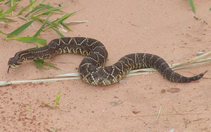Interesting Creatures…  Crotalus durissus