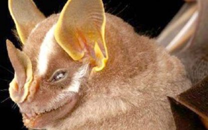 Bidentate yellow-eared bat (Vampyressa bidens)
