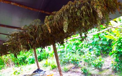 Man arrested as police make major ganja find in Berbice