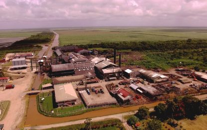 Uitvlugt utilizes nearly 300 tonnes cane to produce one tonne sugar