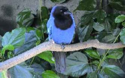 Azure Jay (Cyanocorax caeruleus)