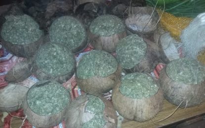 Pork-knocker nabbed with ganja stuffed in coconuts