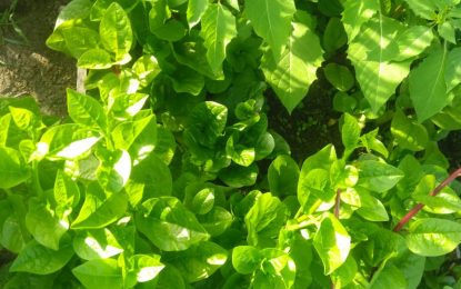 Food for the Poor spearheads initiative to cushion economic impact on Solus Christus families