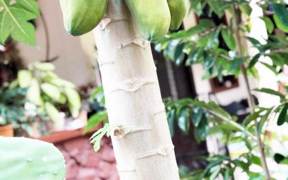 Multi-talented Karen Rogers has passionate love affair with plants