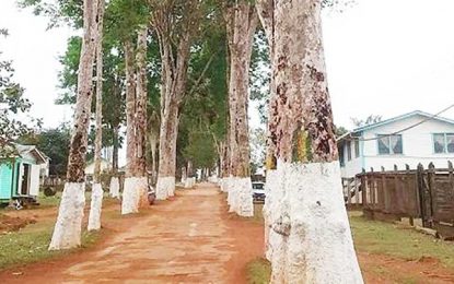 Safety of residents a great concern…“Trees have outlived their time” – Mabaruma Mayor