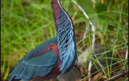 Agami heron (Agamia agami)