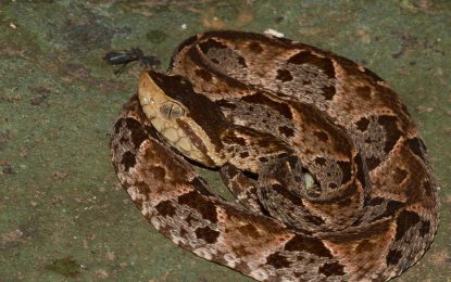 Bothrops asper