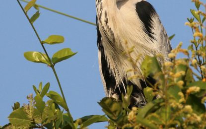 Cocoi Heron (Ardea cocoi)