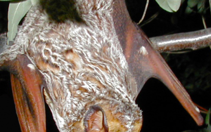 Hoary bat (Aeorestes cinereus)