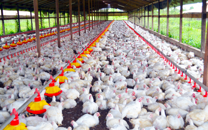 Adequate chicken available for Christmas season – Poultry Producers assure