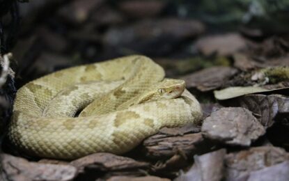 Bothrops insularis