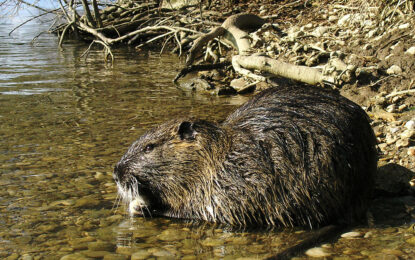 Interesting Creatures…  The Coypu