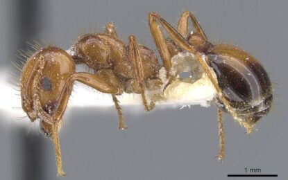 Red Imported Fire Ant (Solenopsis invicta)