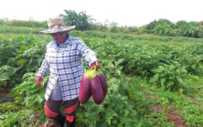 Cash transfers, distribution of seeds, restocking of animals recommended