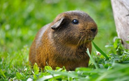 Guinea Pigs