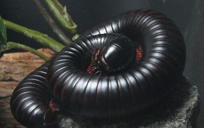 Millipede