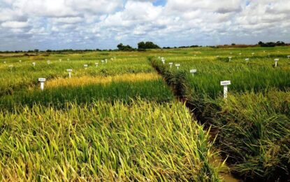 Rice farmers grapple with insufficient supply of high quality seed paddy nationwide
