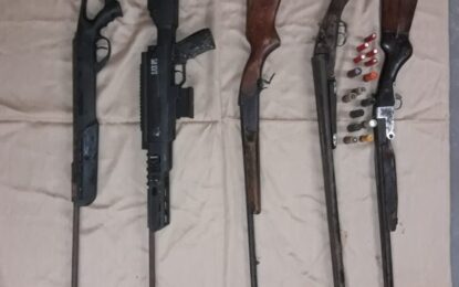 Five guns seized, ganja farm destroyed in Berbice River raid