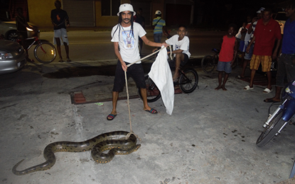 Suspected ‘fowl thief’ nabbed in Sussex Street canal