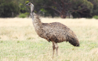 Emu (Dromaius novaehollandiae)