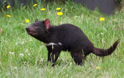 Tasmanian devil (Sarcophilus harrisii)