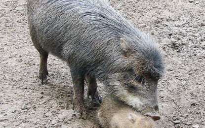 Interesting Creature… White-lipped peccary