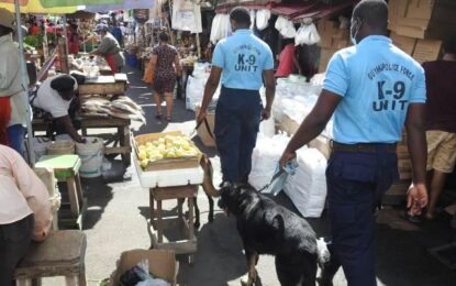 Narcotic dogs help unearth ganja, illegal items at NA prison