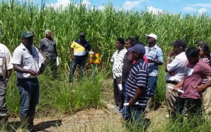 Workers write to Minister over sudden transfer to out-of-town estates