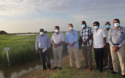 Agri. Ministry partners with IICA to develop first ever bio-fortified rice variety in the Caribbean