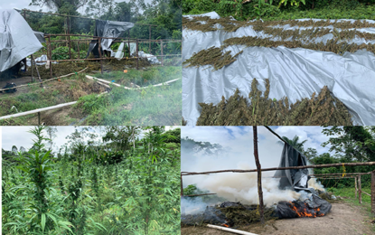 Police destroys large quantity of drugs, finds ammunition in Berbice River eradication exercise