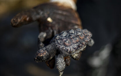 Israel shuts down sea shores after oil spill devastates coast