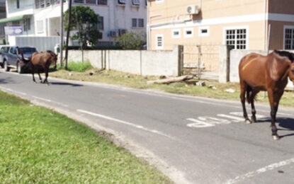 Stray horse leaves motorcyclist with fractured skull