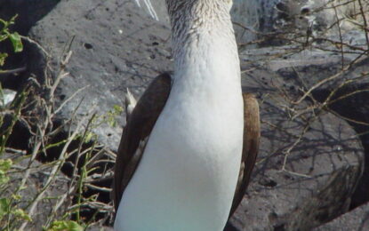 Interesting Creatures… The Gannet