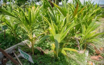 More than $70M budgeted to expand coconut industry