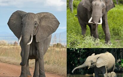 Interesting Creatures…  Elephant