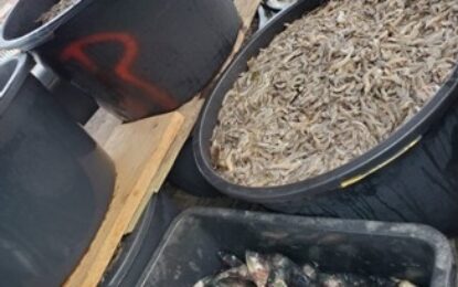 Bus intercepted with smuggled fish and shrimps