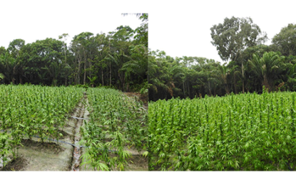 Police in major drug eradication exercise up the Berbice River