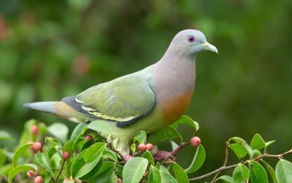 Pink-necked, green Pigeon (Treron vernans)