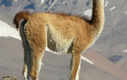 Guanaco (Lama guanicoe)