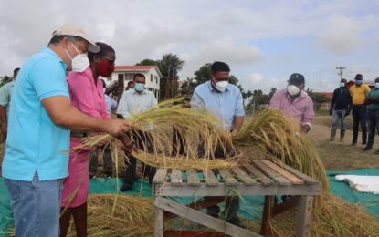 Zinc-infused rice variety to hit market soon