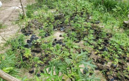 Police destroy marijuana farms in Linden