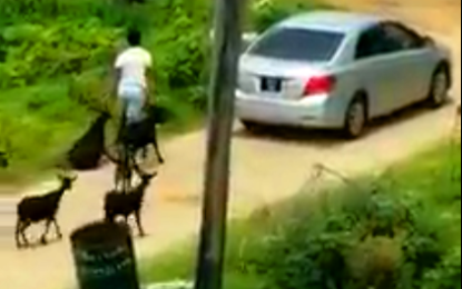 Thieves caught on camera using car to steal goats