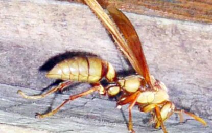 Polistes carnifex