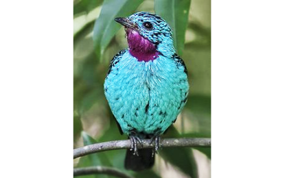 Interesting Creatures… Cotinga