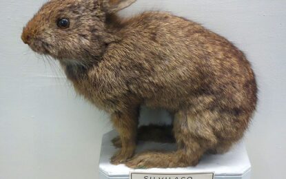 Tapeti (Sylvilagus brasiliensis)