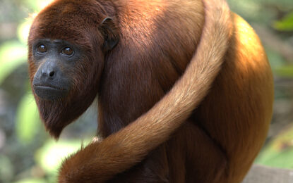 Red Howler Monkey