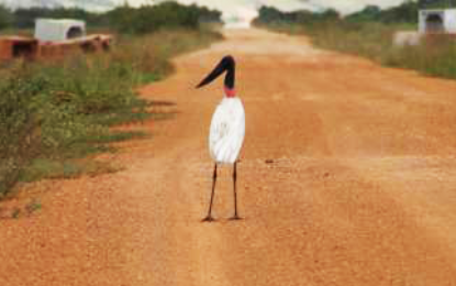 Bids in for the rehabilitation of the Lethem to Annai Road